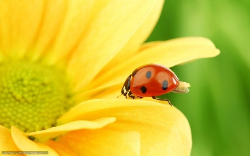 Ladybug on Yellow Flower — Serene, Summer