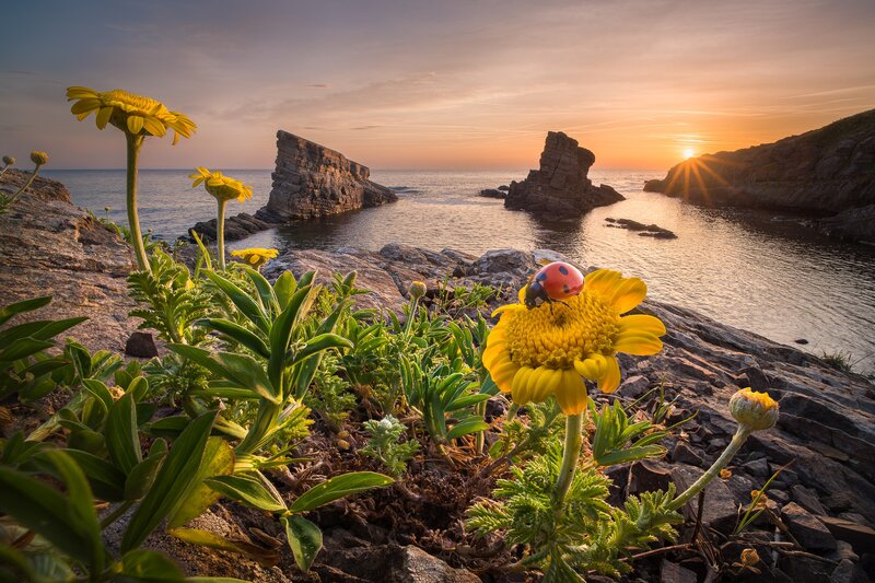 Ladybug on Yellow Flower — Serene, Sunset