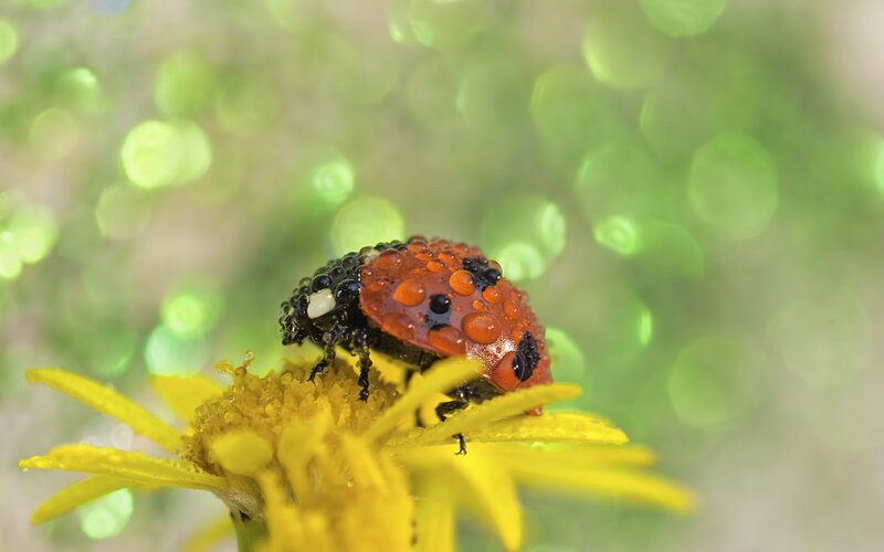 Ladybug on Yellow Flower — Serene