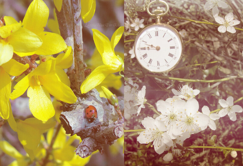 Ladybug on Yellow Flowers — Serene