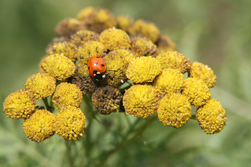 Ladybug on Yellow Flowers