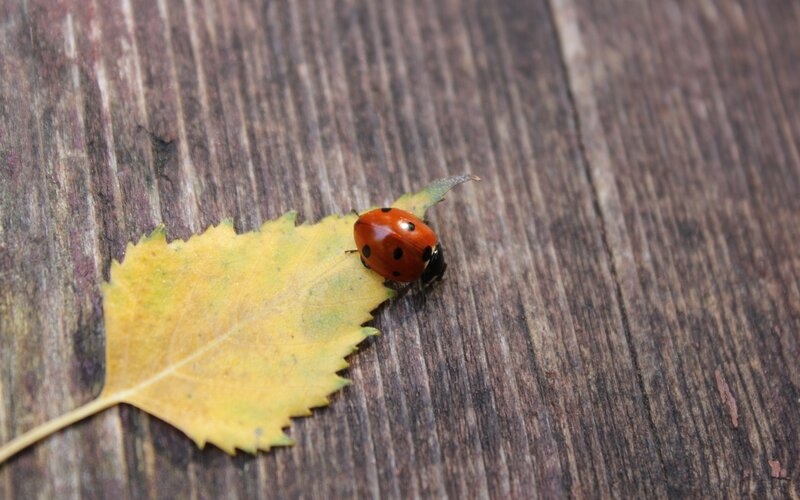 Ladybug on Yellow Leaf — Red, Calm