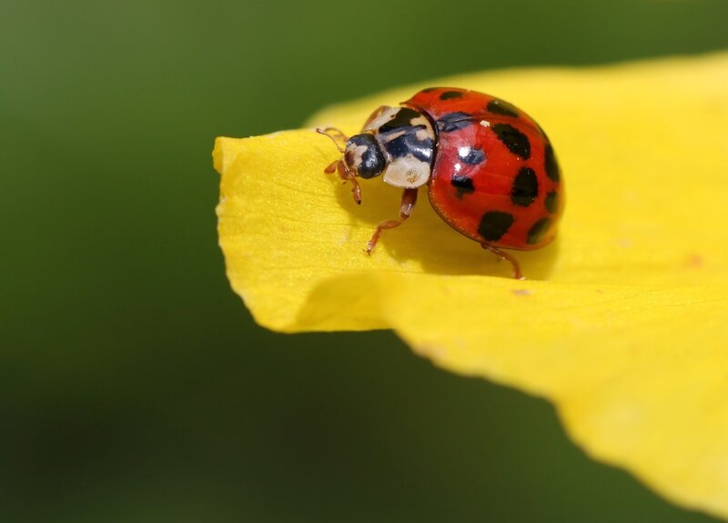 ladybug on yellow petal