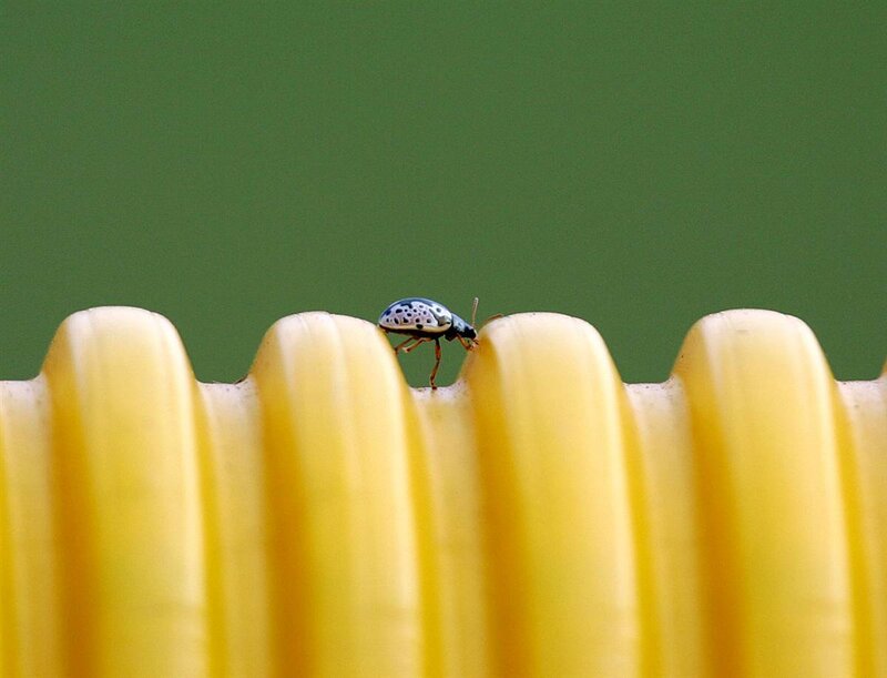 ladybug on yellow surface