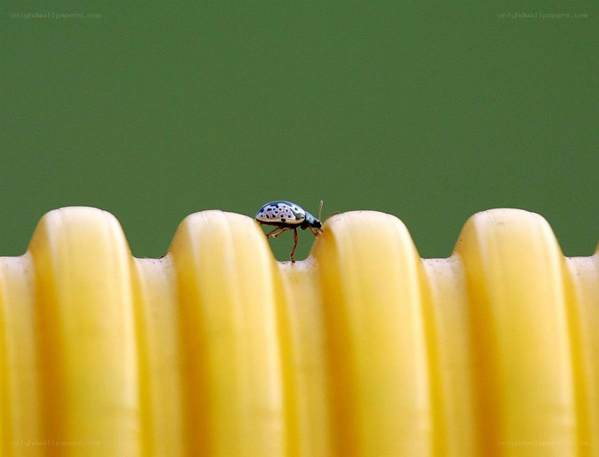 ladybug on yellow surface