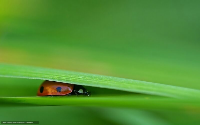 Ladybug under Grass