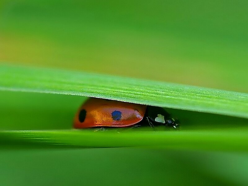 Ladybug under Leaf