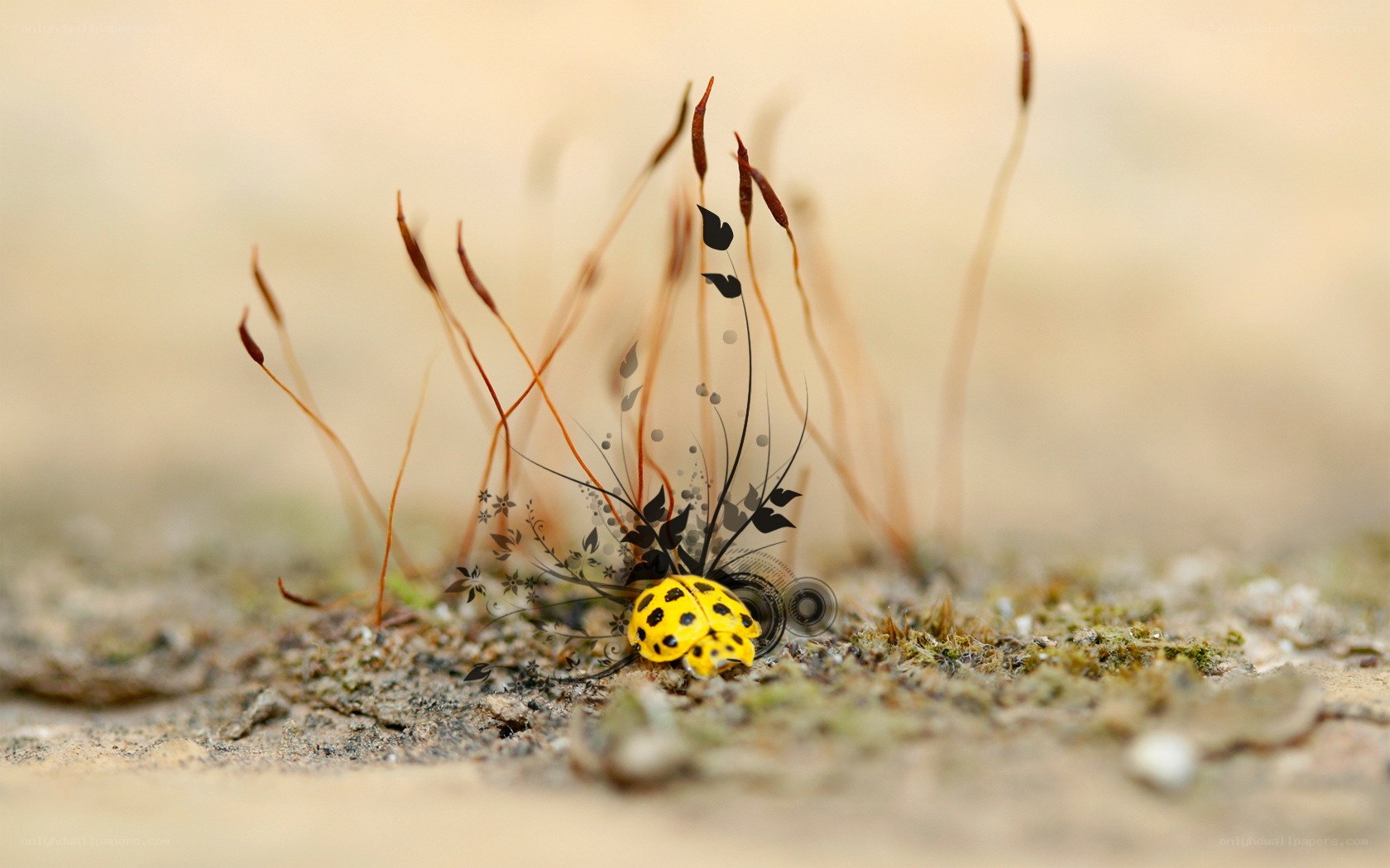 Ladybug with artistic embellishments