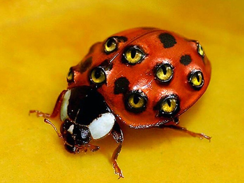ladybug with eyes