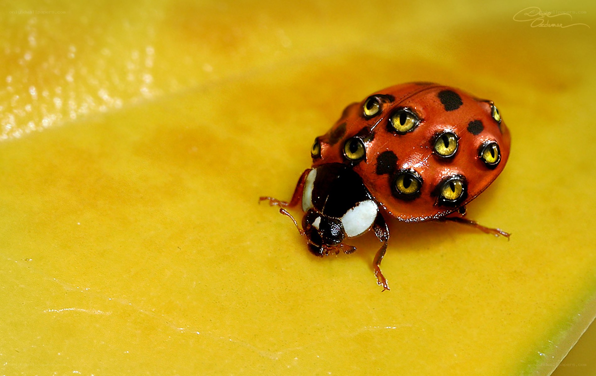 Ladybug with multiple eyes