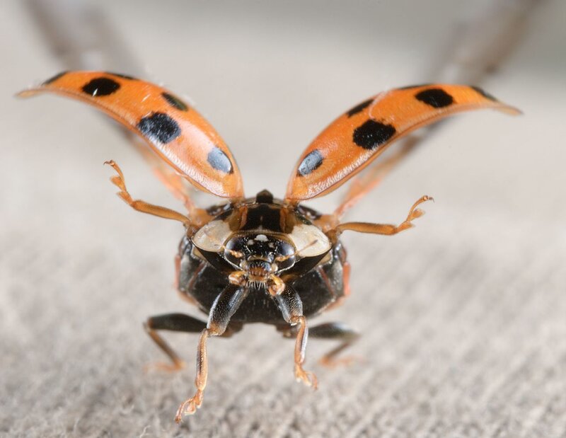 Ladybug with Open Wings