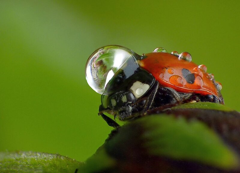 Ladybug with Water Droplet