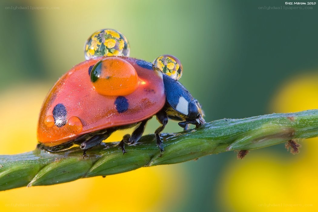 Ladybug with water droplets