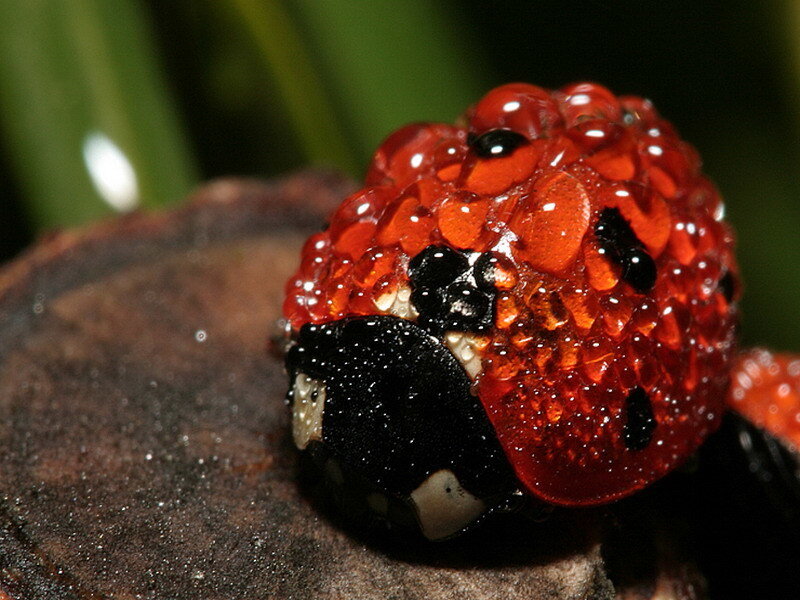 Ladybug with water droplets