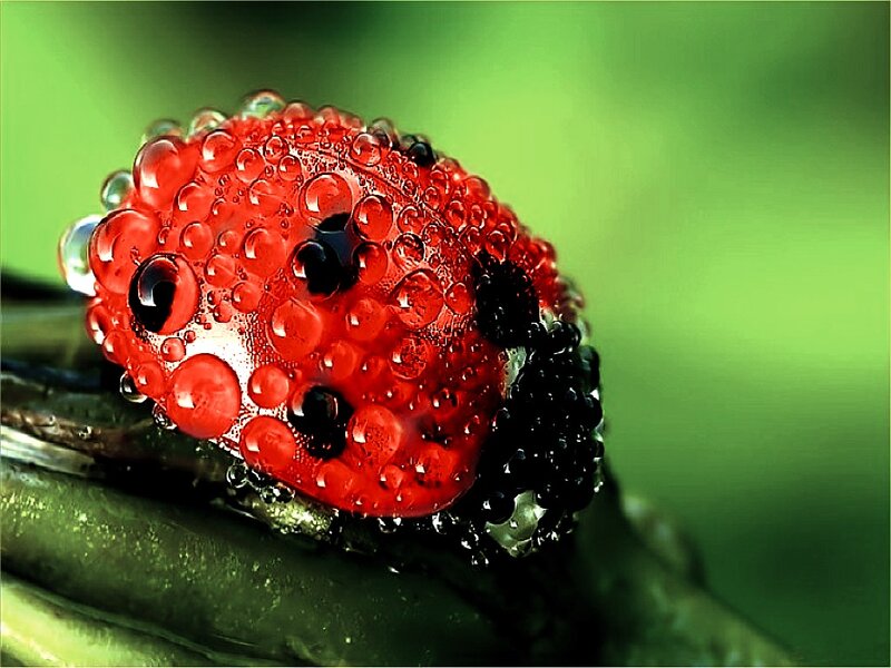 Ladybug with Water Droplets — Red