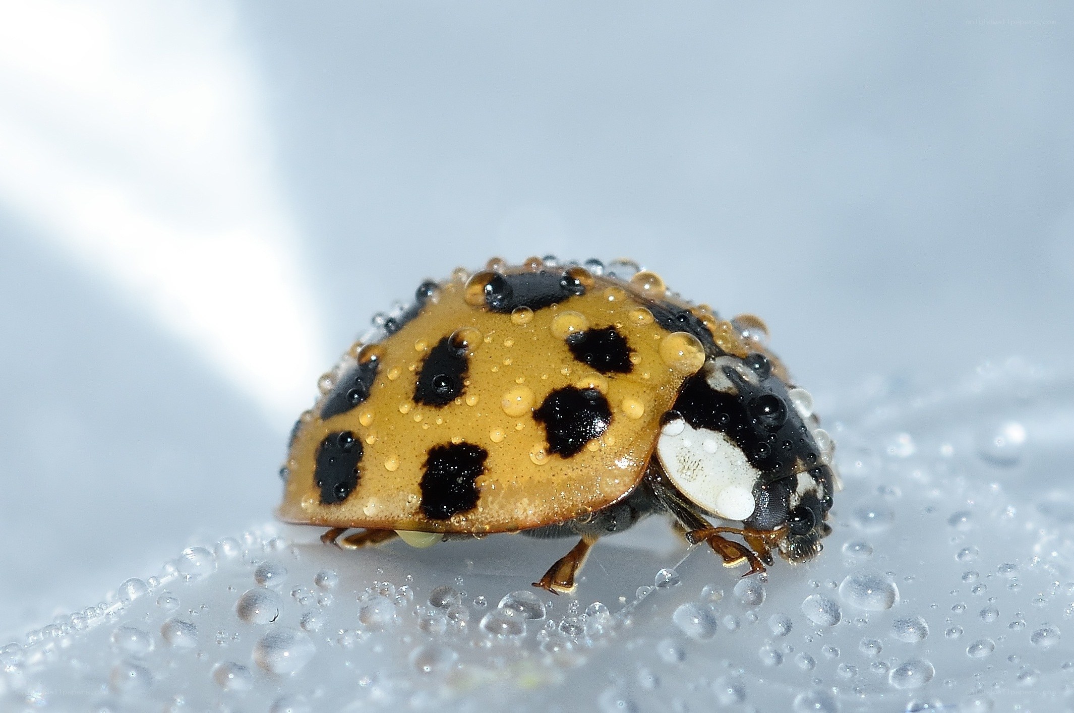 Ladybug with water droplets