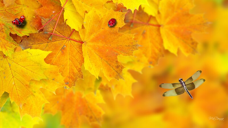 Ladybugs and Dragonfly