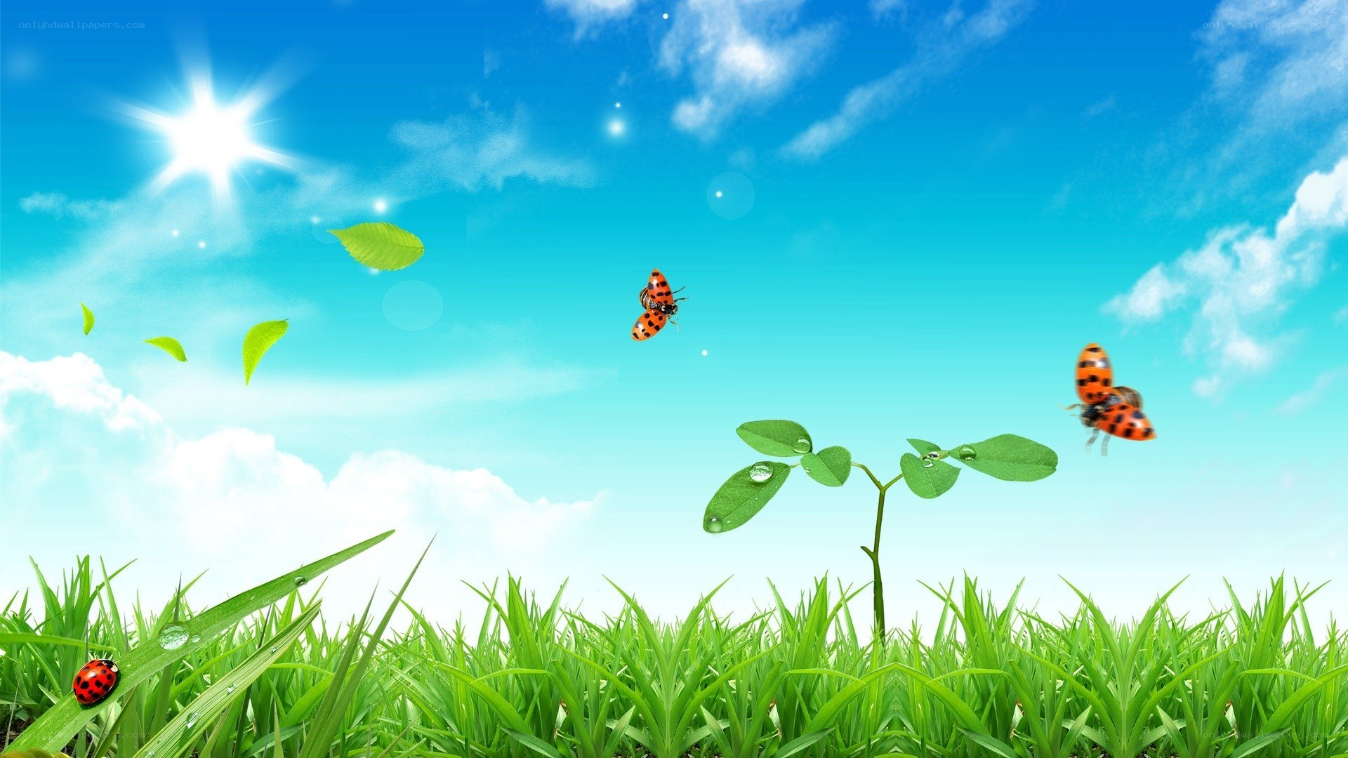 ladybugs in a sunny meadow