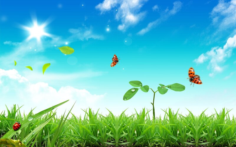 Ladybugs in Grass — Green, Serene, Afternoon