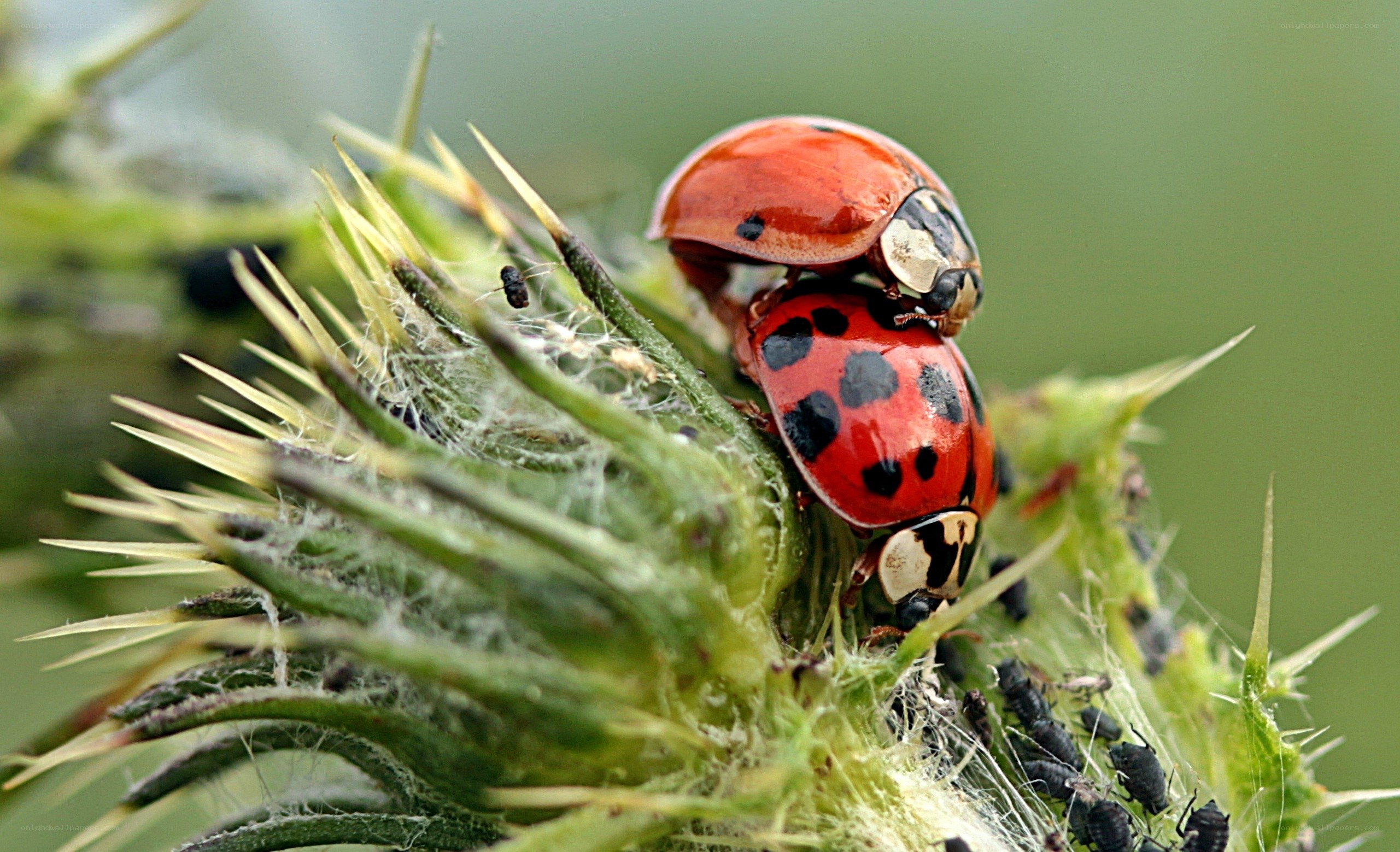 ladybugs mating on a plant
