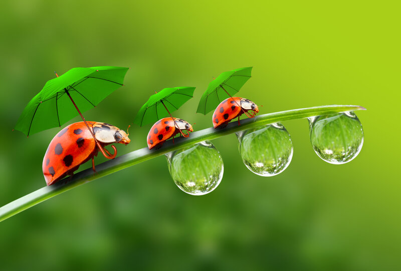 Ladybugs on a Blade — Green, Playful