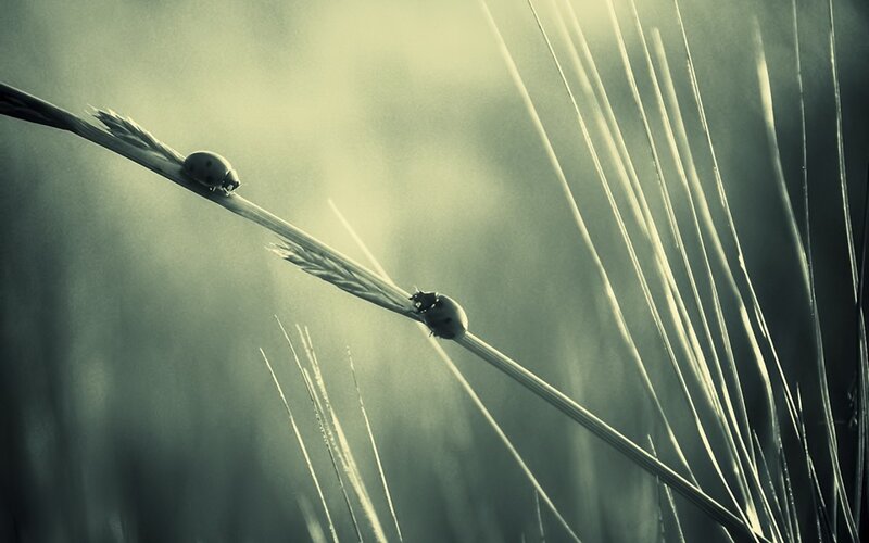 Ladybugs on a blade of grass
