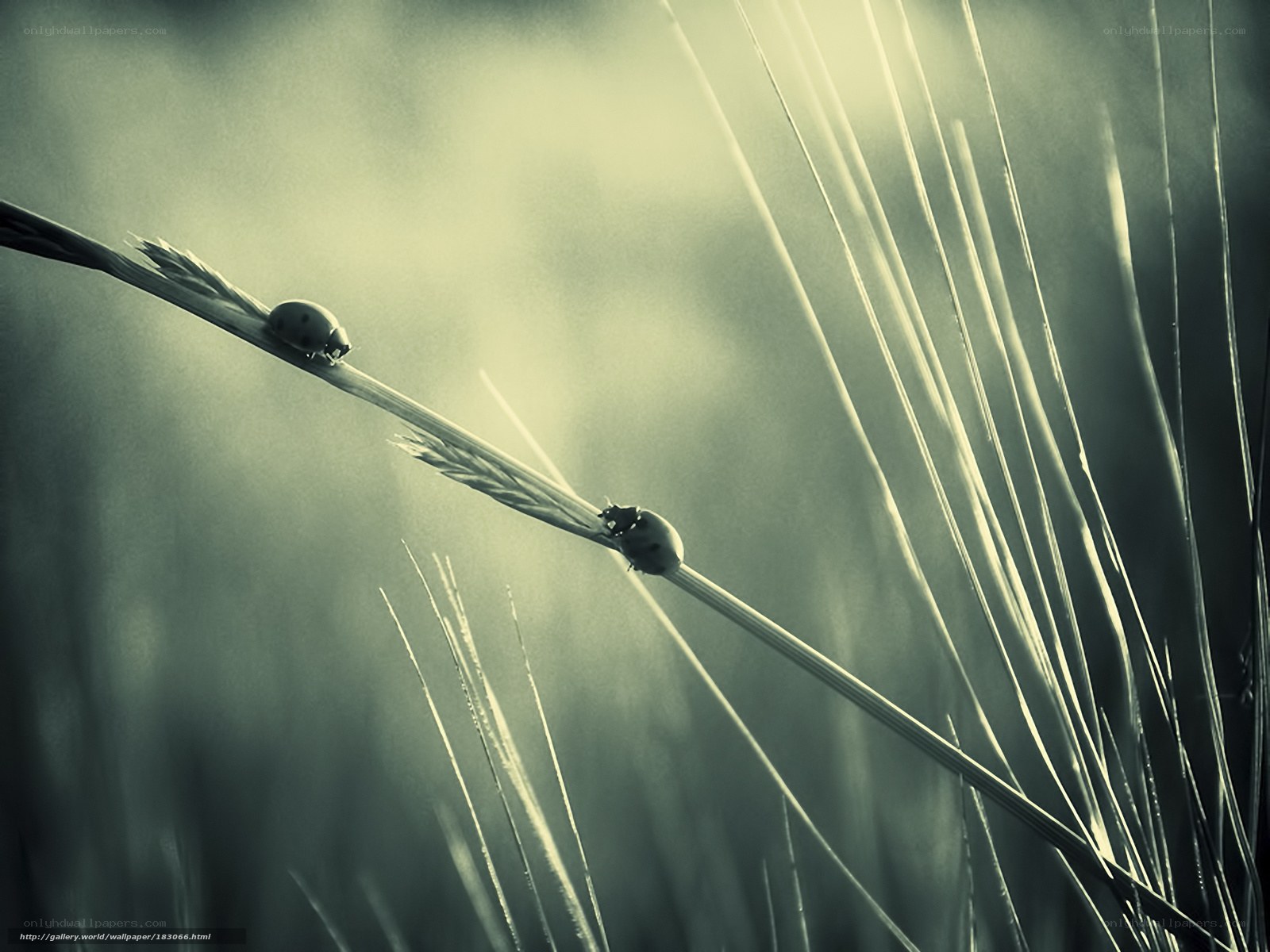 Ladybugs on a blade of grass