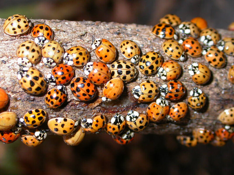 Ladybugs on a Branch