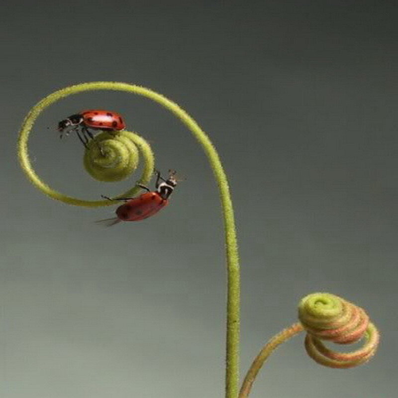 Ladybugs on a coiled vine