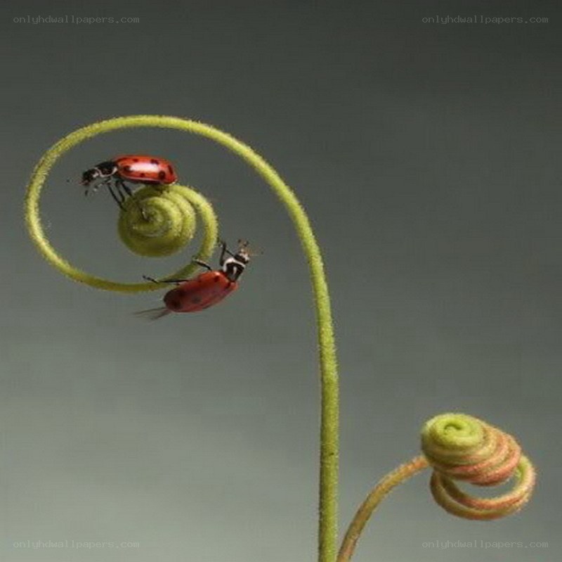 Ladybugs on a coiled vine