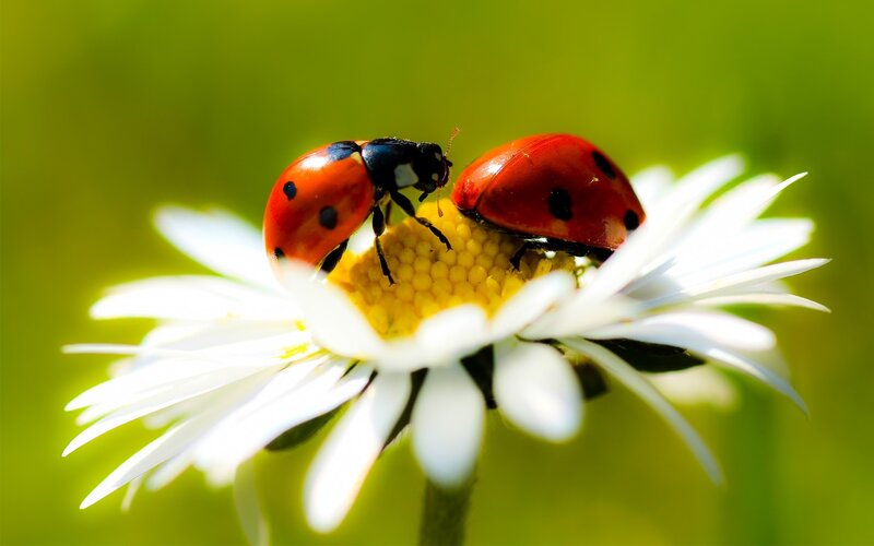 Ladybugs on a daisy flower