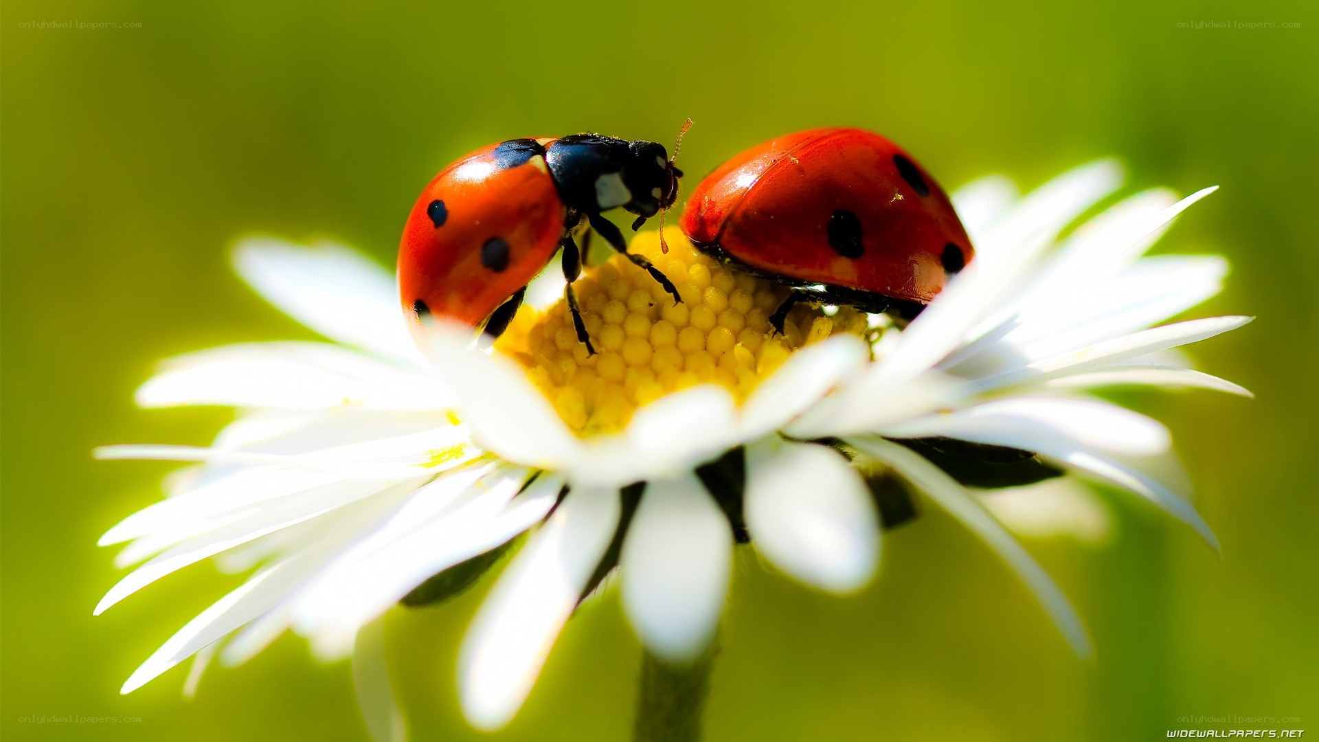 Ladybugs on a daisy flower