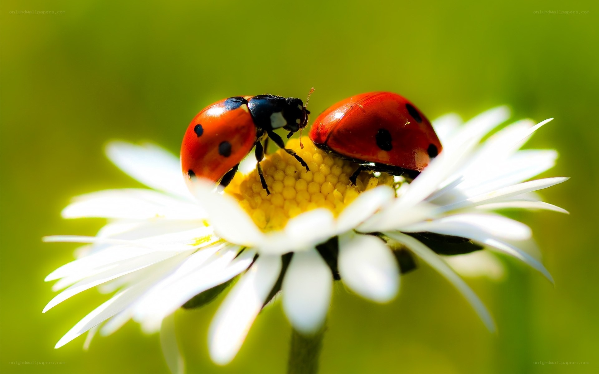 Ladybugs on a daisy flower