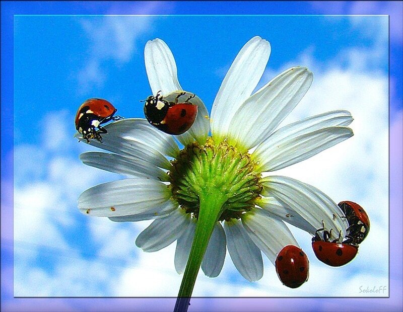 ladybugs on a daisy
