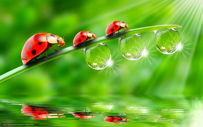 Ladybugs on a dew-covered leaf