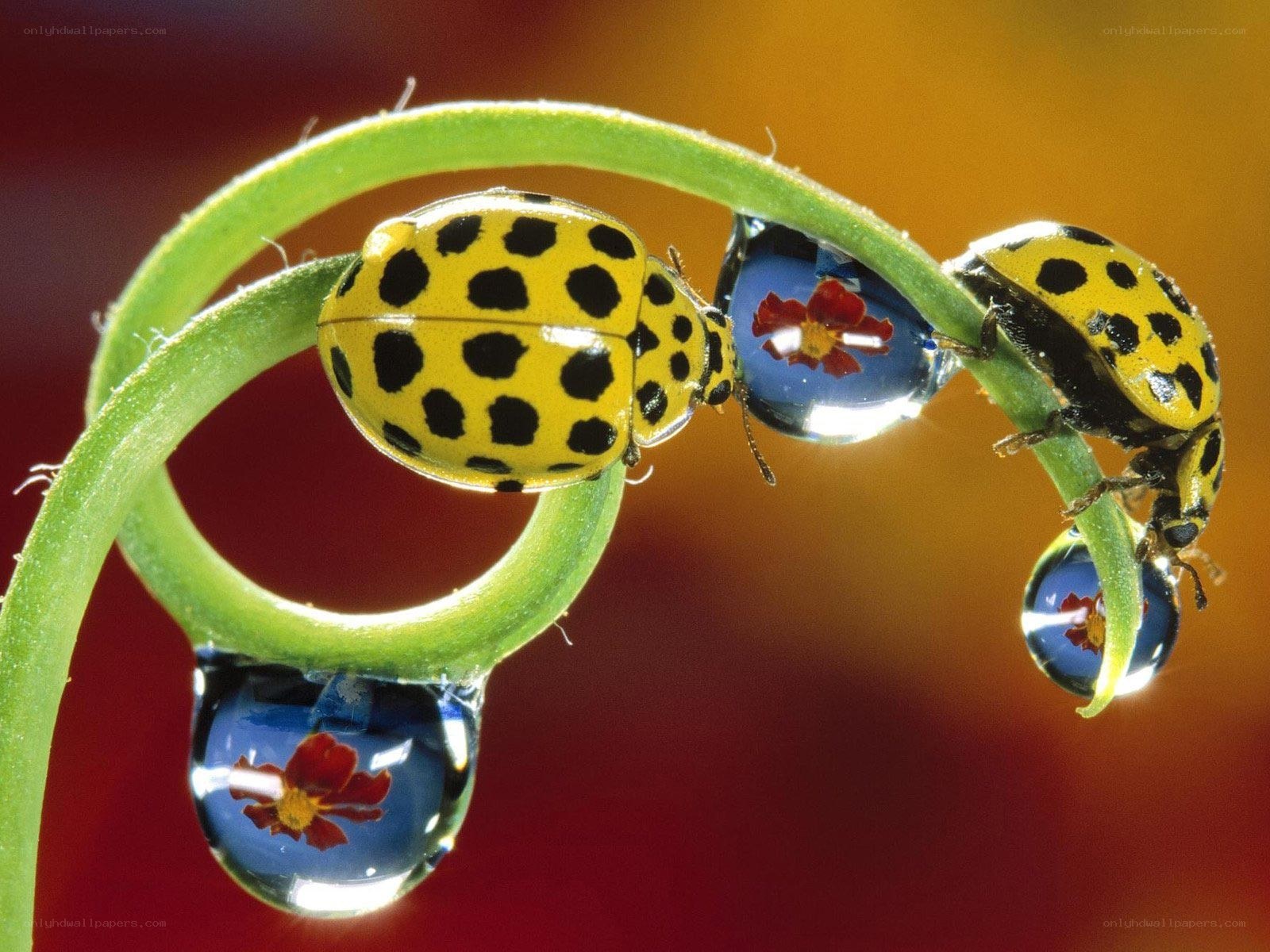 Ladybugs on a dew-covered stem