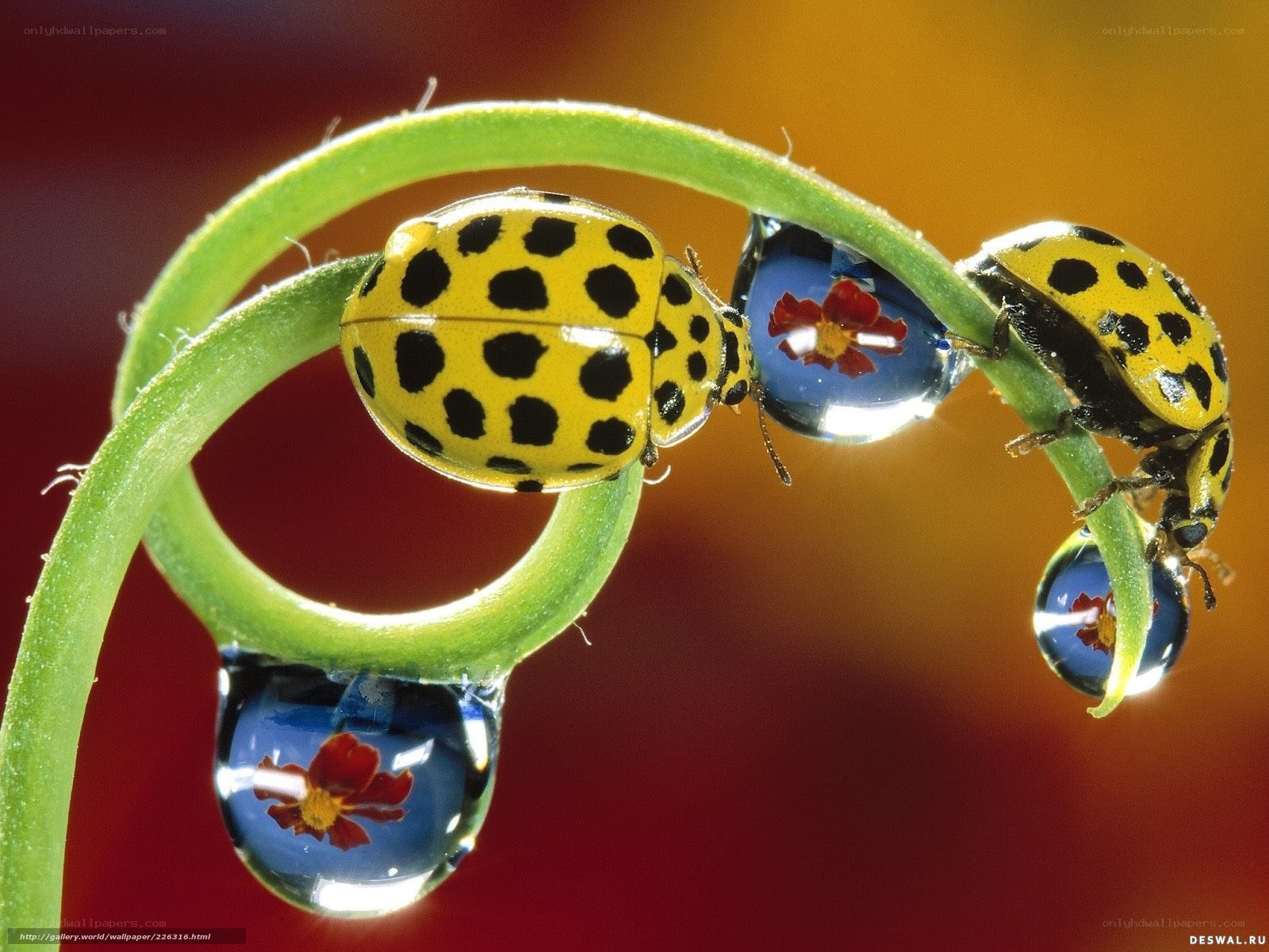 Ladybugs on a dew-covered stem