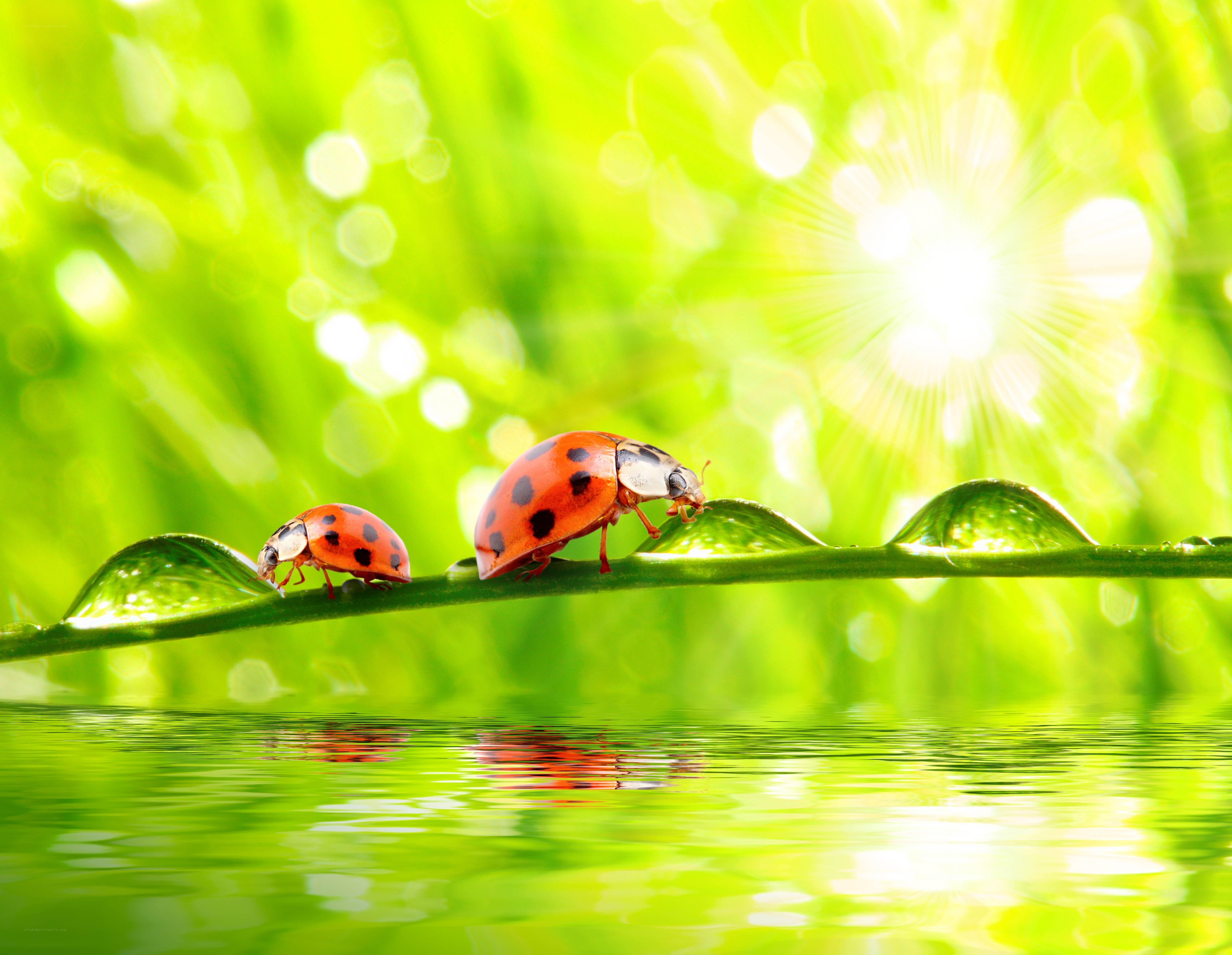 Ladybugs on a dewy leaf