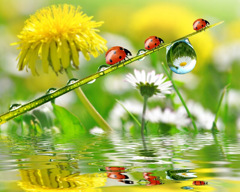 Ladybugs on a dewy stem