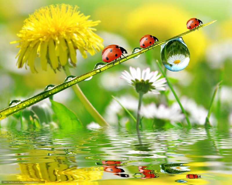 Ladybugs on a dewy stem