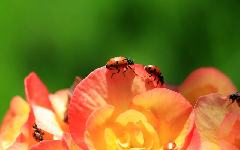 ladybugs on a flower