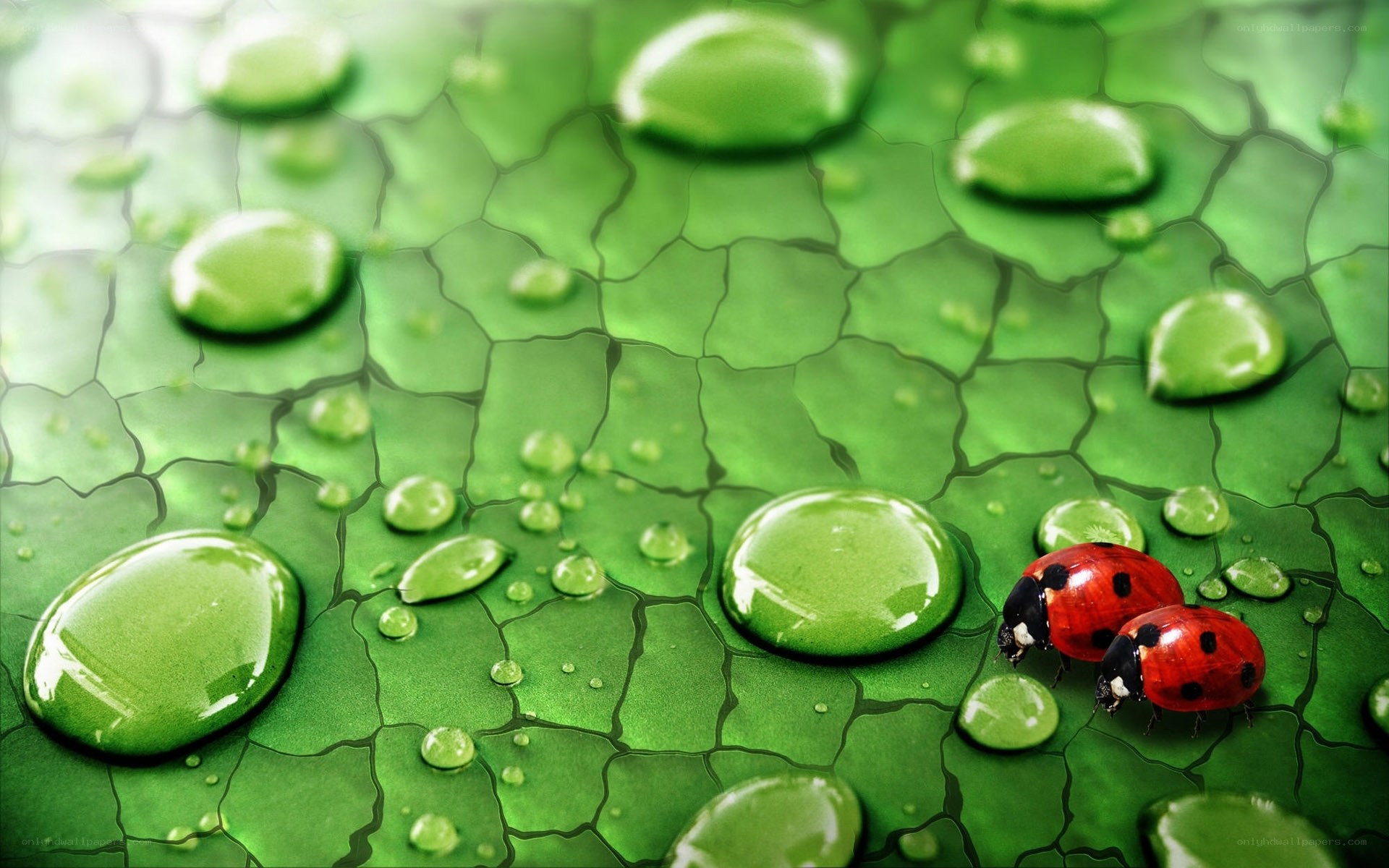 Ladybugs on a green leaf