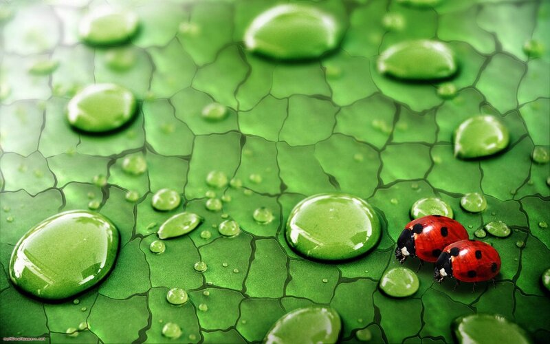 Ladybugs on a green leaf