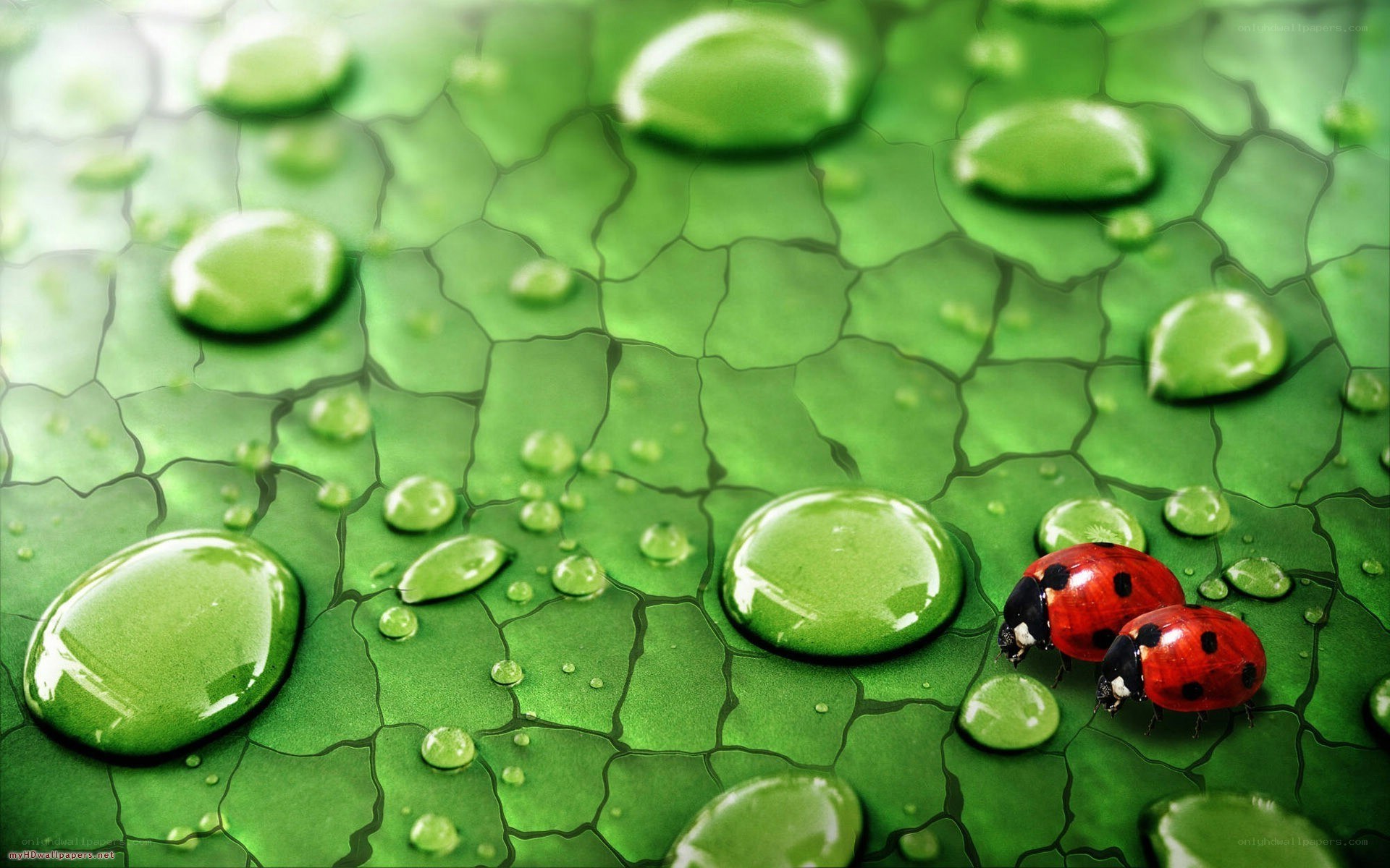 Ladybugs on a green leaf
