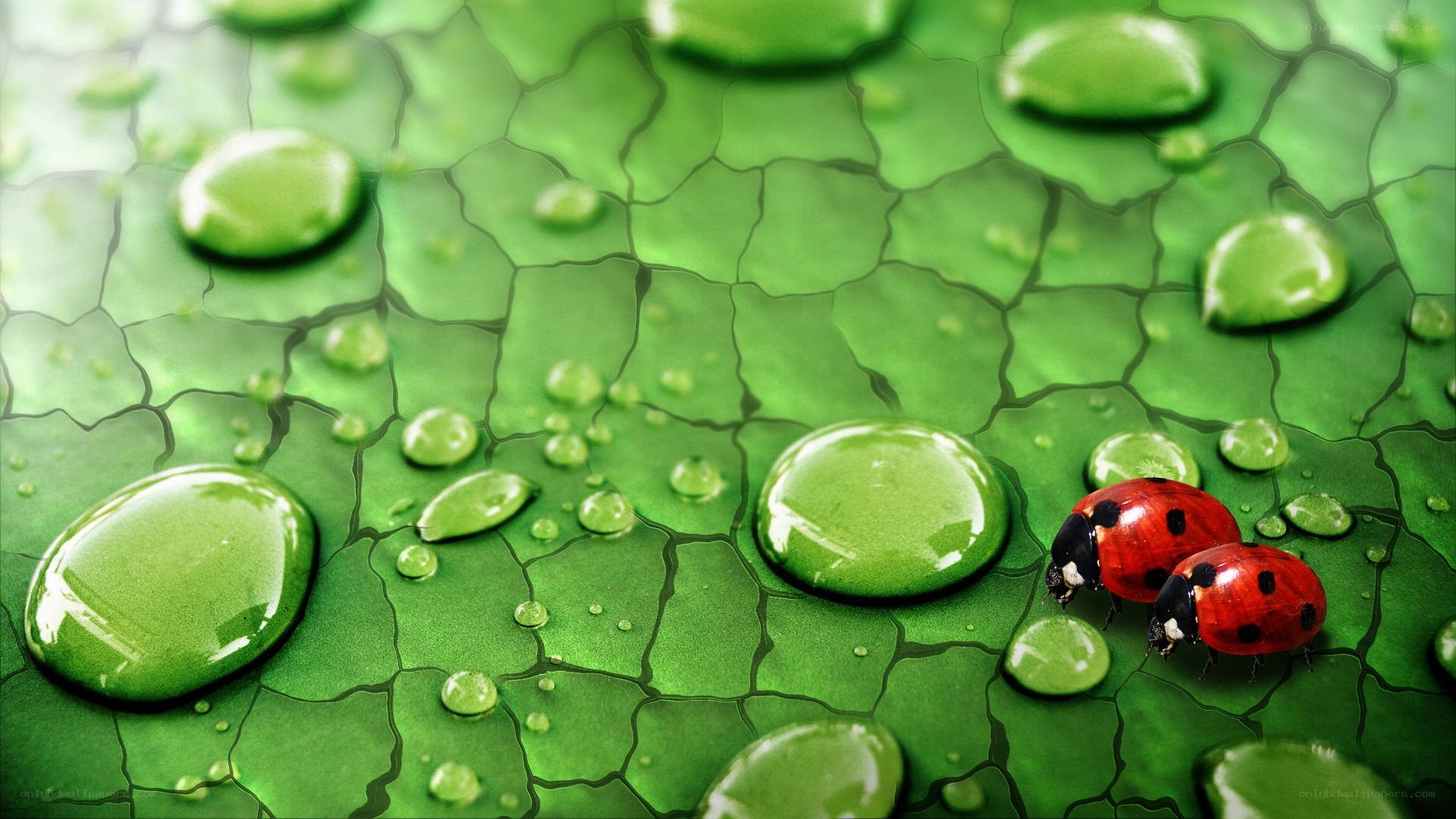 Ladybugs on a green leaf