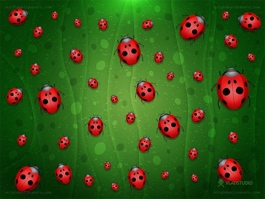 Ladybugs on a green leaf