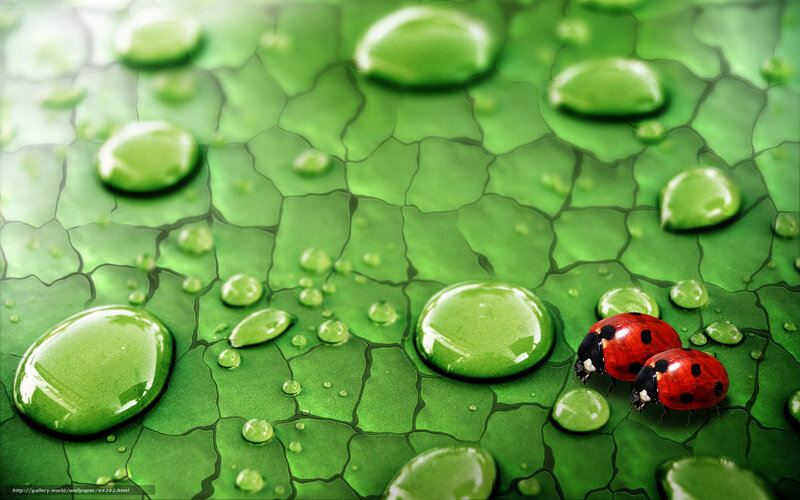 Ladybugs on a green leaf