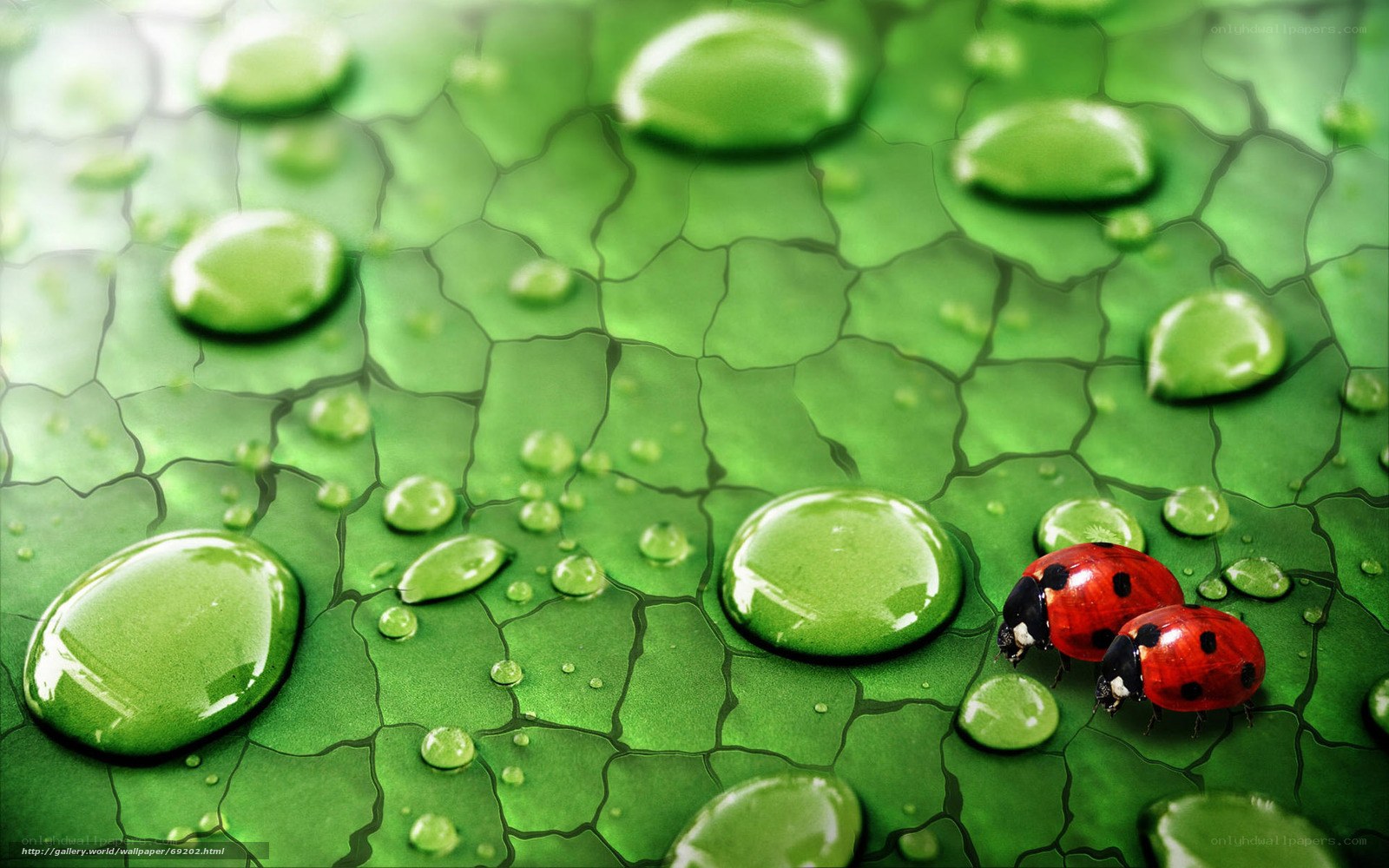 Ladybugs on a green leaf
