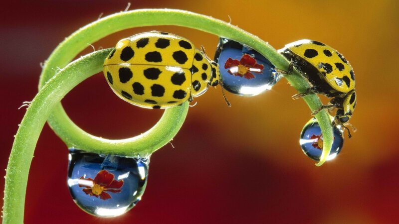 Ladybugs on a green stem