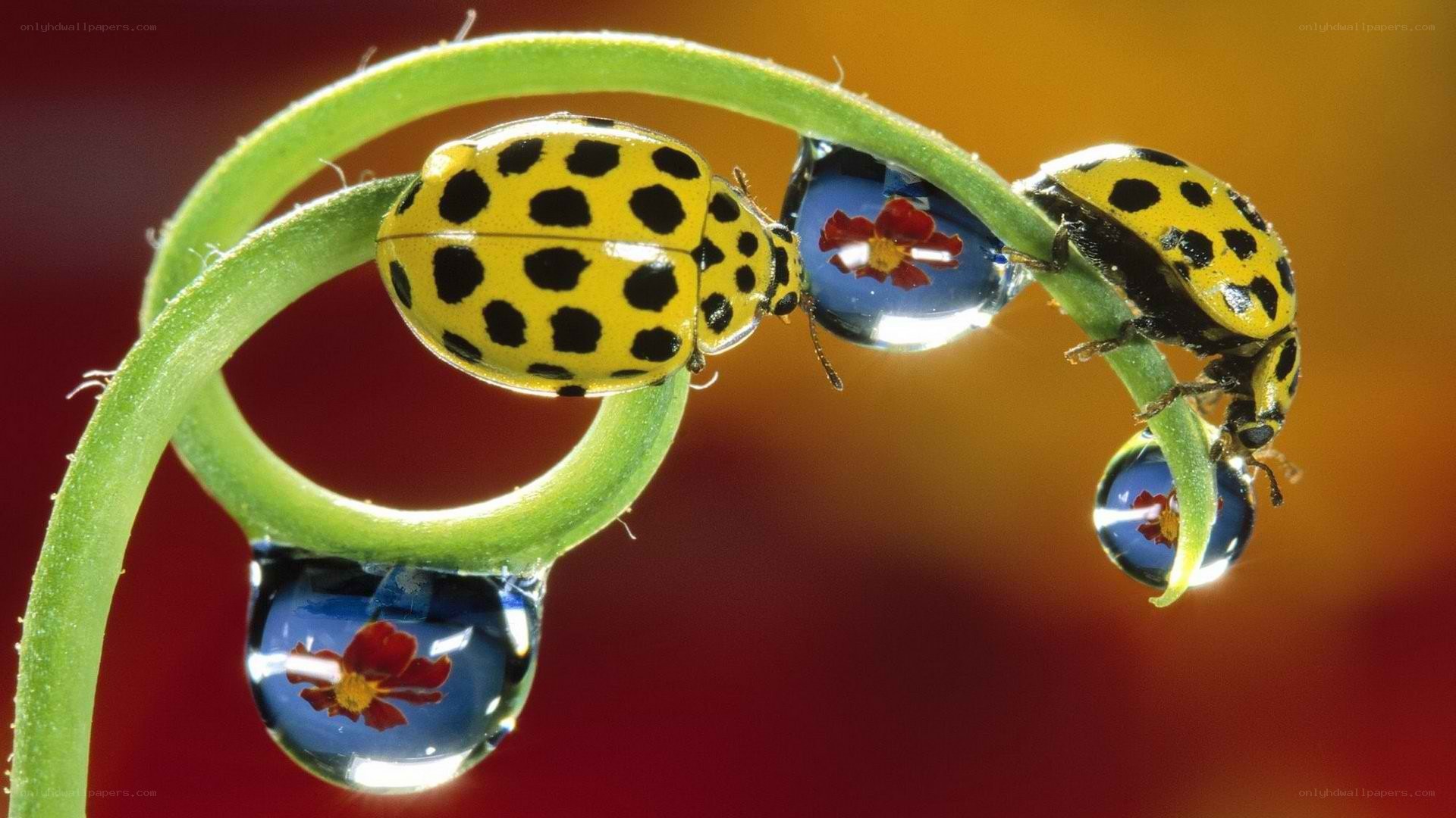 Ladybugs on a green stem